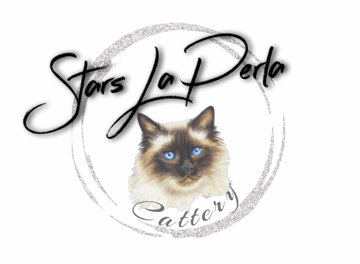 Birma posvátná Stars La Perla